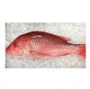 Experience competitive price variety products IQF seafood companies SFF Frozen Wild Caught Red Snapper Sea Fish