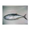 Factory price Whole Fresh Frozen Yellow Fin Tuna Fish Raw Materials 3.4-10kg PC IQF Fresh yellowfin tuna bonito tuna