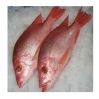Experience competitive price variety products IQF seafood companies SFF Frozen Wild Caught Red Snapper Sea Fish