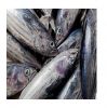 Fresh Frozen Hake Whole Fish / Frozen Whole Round Hake Fish for Sale