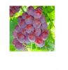 fresh grapes seedless grape with seeds red bulk supplies green red  and crimson grapes for sale