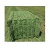 Best Price Alfalfa Hay Grass / Alfalfa Hay Bales Bulk Stock Available With Customized Packing