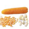 Premium White Maize for Human and Animal Feed - Quality Sweet Corn for Sale