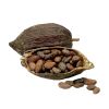 Organic Cocoa Beans - Premium Quality Wholesale Dried Cocoa Beans