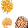 Premium White Maize for Human and Animal Feed - Quality Sweet Corn for Sale