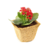 Protect the Environment by Eco-friendly Coir Pot For Seedling Trees For Our Green Garden