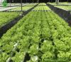 NFT hydroponic system vertical hydroponic system in greenhouse