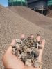 Palm Kernel Shell