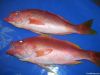 Red Snapper (Lutjanus ...