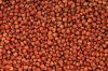 good quality red sorghum