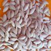 SL01 Slender Seeded Sq...