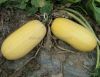 SL01 Slender Seeded Sq...