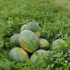 WS65 Seedless Watermelon Seed Variety
