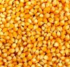 Yellow Corn