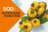 Sod superoxide dismutase