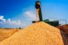 yellow maize, corn, maize
