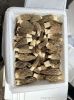 morel mushrooms 