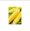 Yellow Corn for Sale i...