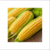 Yellow Corn for Sale in Cheap price 