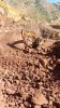 Premium Bauxite Ore Ex...
