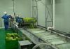 Vegetable Machineries, Vegetable Equipment.