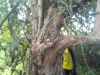 African Blackwood wood tree log