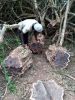 African Blackwood dalbergia (moping)