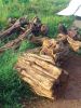 African Blackwood dalbergia (moping)