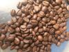 ROBUSTA COFFEE BEAN ROASTED FOR WHOLESALE EXPORT STANDARD