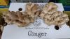 Ginger
