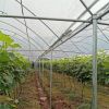 Tunnel Agriculture Green House Tunnel Rain Shelter Greenhouse For Tomato