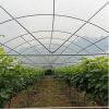 Tunnel Agriculture Green House Tunnel Rain Shelter Greenhouse For Tomato