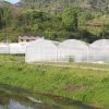 large size multi-span arch plastic film Greenhouse tomato greenhouse