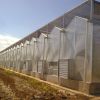 Polycarbonate Venlo Green House Greenhouse Agriculture