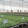 Polycarbonate Venlo Green House Greenhouse Agriculture