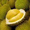 fresh durian - frozen durian - dried durian