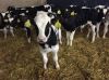 Simmental Cattle Hereford Cattle Black Agnus Cattle Holstein Freisan Cattle