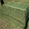 Livestock Feed Alfalfa Hay and Timothy Hay