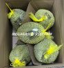 Frozen Ri6 Durian