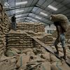 Green Arabica Beans fr...