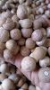 sell betel nut, areca ...