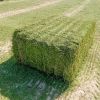Premium Quality Alfalfa Hay Exporters, Suppliers &amp; Processor from Pakistan