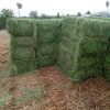 Pakistan Rhodes Grass Exporters & Suppliers Direct from Pak Arab International