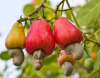 CASHEW NUT/FRUIT
