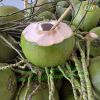 Diamont Cut Coconut Sw...