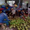 Ben Tre Fresh Coconut ...