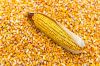 GMO Yellow Maize Corn ...
