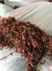 Supplier of Natural Sargassum seaweed exporting large quantities from Vietnam  / Lima +84 346565938 (whatsapp)