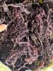 Dried Sea moss/ Wildcrafted sea moss/ Eucheuma Cottonii/ Irish moss from ocean Vietnam / Lima +84 346565938 (whatsapp)