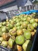 coconut